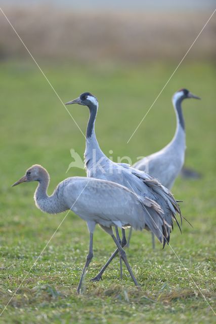 Kraanvogel (Grus grus)