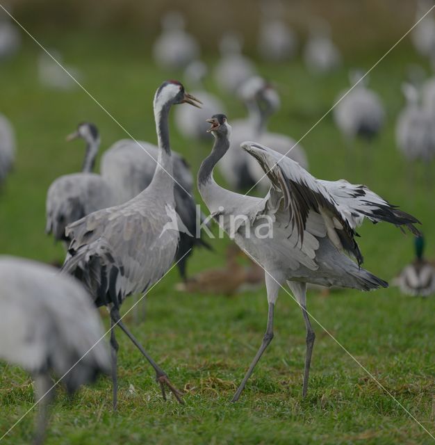 Common Crane (Grus grus)