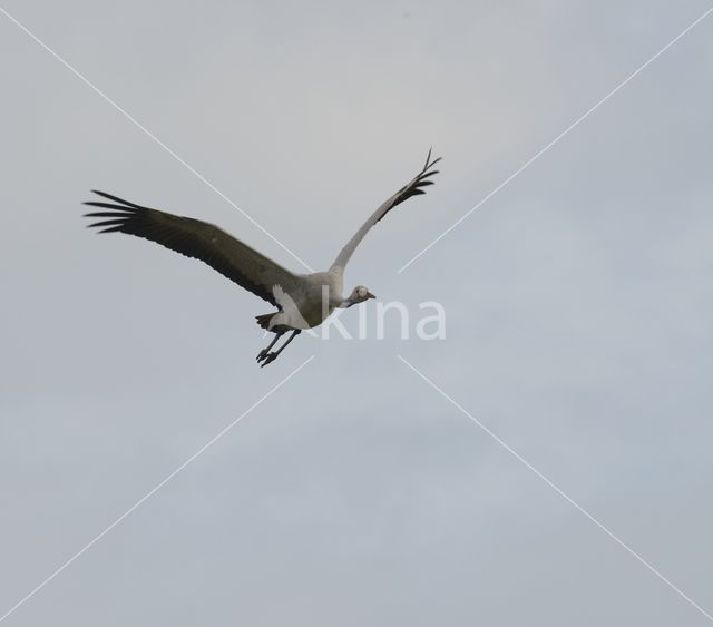 Common Crane (Grus grus)