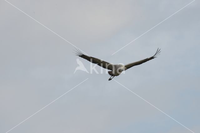 Kraanvogel (Grus grus)