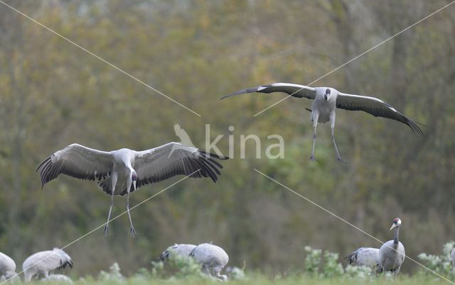 Kraanvogel (Grus grus)