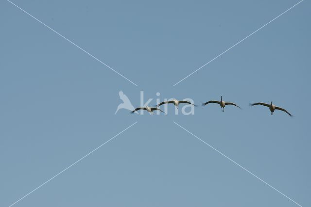 Common Crane (Grus grus)