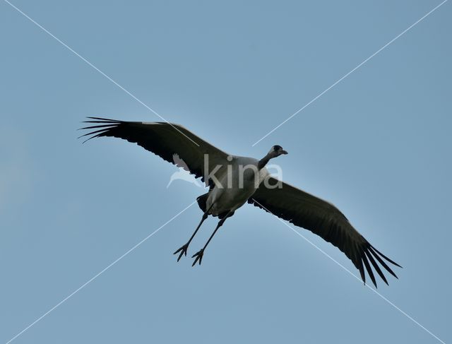 Kraanvogel (Grus grus)