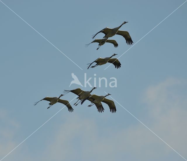 Kraanvogel (Grus grus)