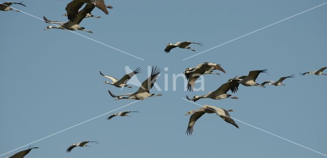 Kraanvogel (Grus grus)