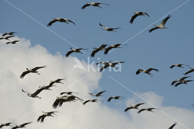 Common Crane (Grus grus)