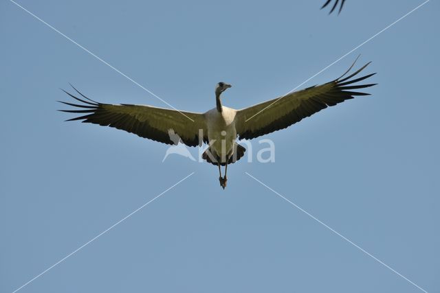 Kraanvogel (Grus grus)