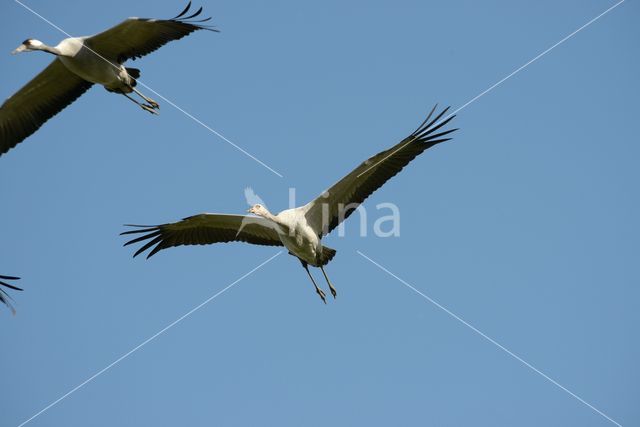 Kraanvogel (Grus grus)