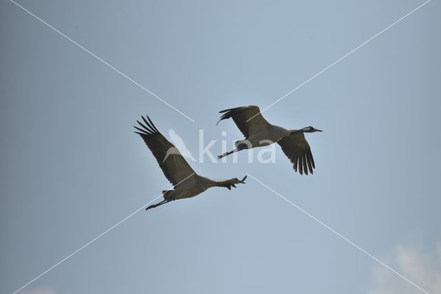 Kraanvogel (Grus grus)