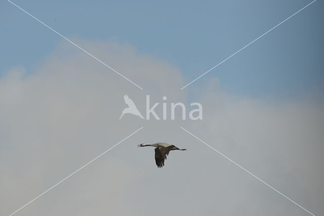 Kraanvogel (Grus grus)