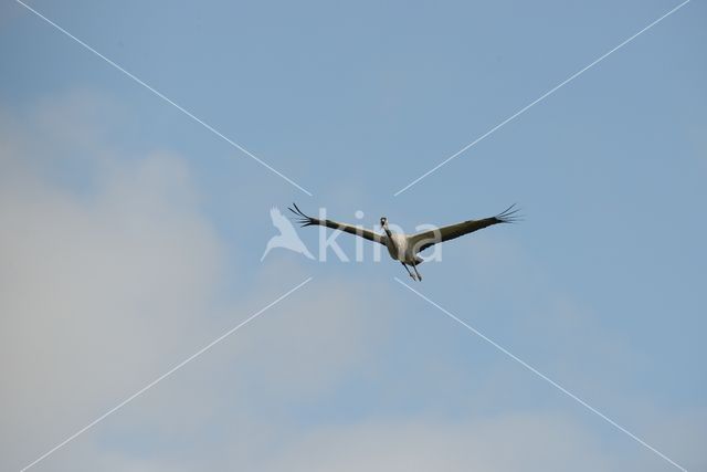 Common Crane (Grus grus)