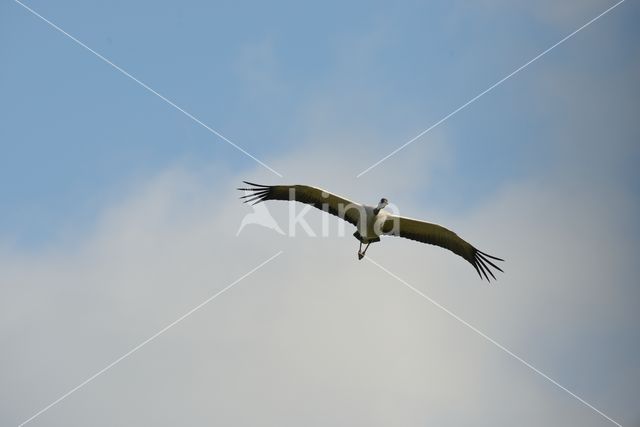 Kraanvogel (Grus grus)