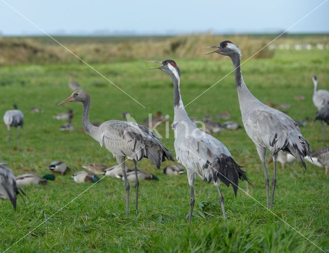 Kraanvogel (Grus grus)