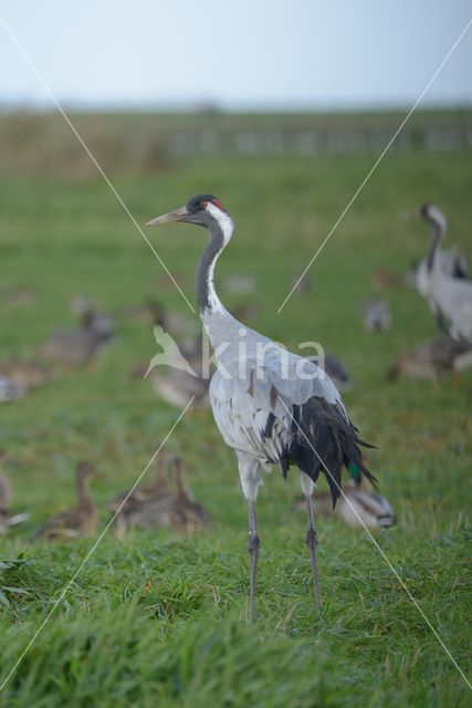 Kraanvogel (Grus grus)