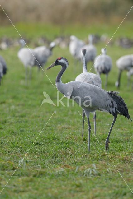 Kraanvogel (Grus grus)