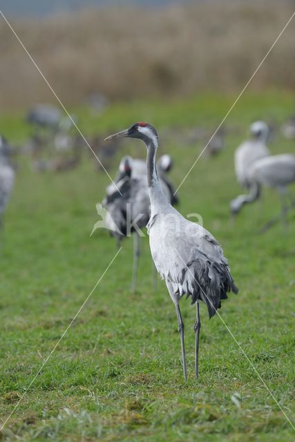 Kraanvogel (Grus grus)