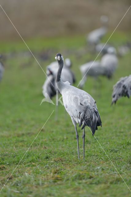 Kraanvogel (Grus grus)