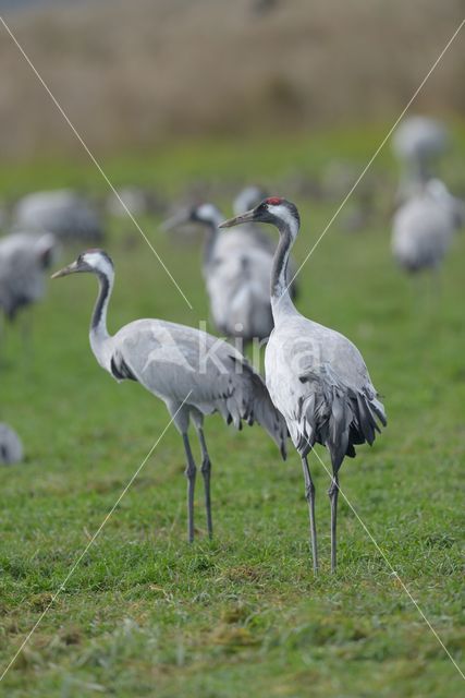 Kraanvogel (Grus grus)