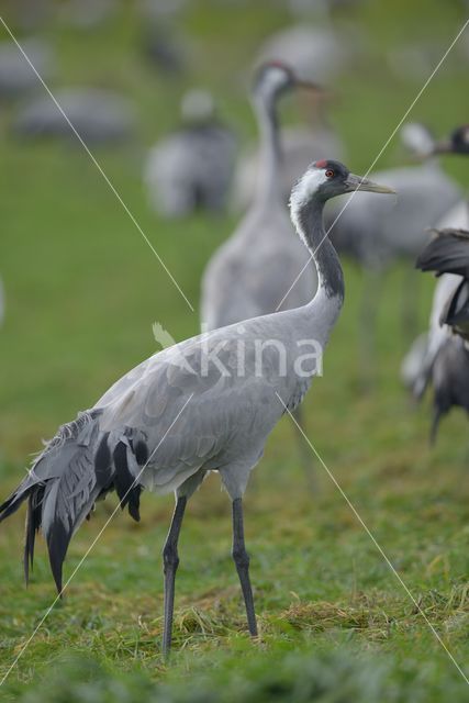 Kraanvogel (Grus grus)