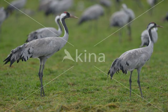 Kraanvogel (Grus grus)