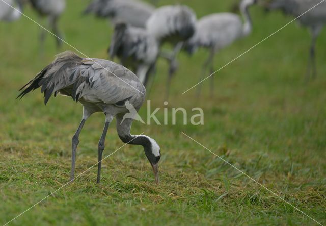 Kraanvogel (Grus grus)