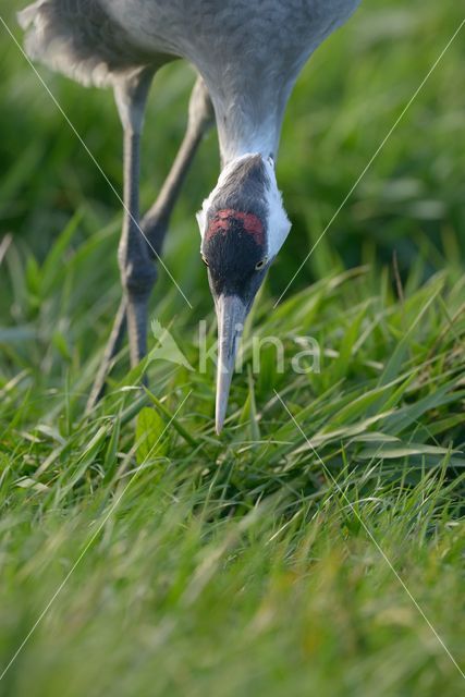 Kraanvogel (Grus grus)