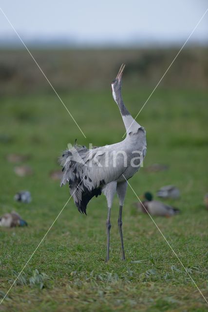 Kraanvogel (Grus grus)