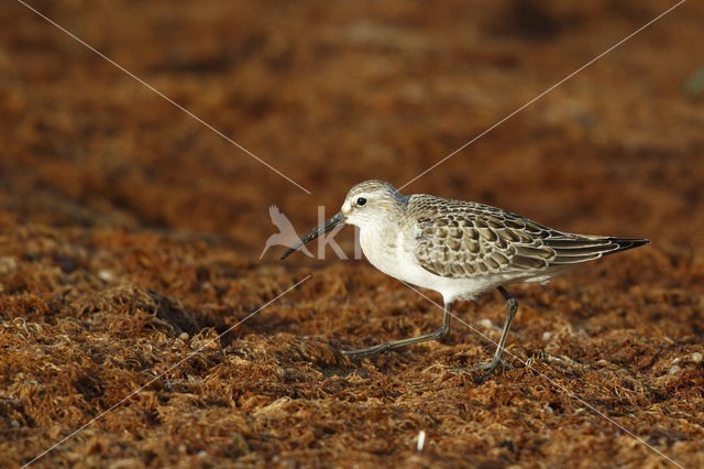 Curlew Sandpiper (Calidris ferruginea)