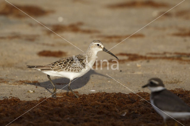 Curlew Sandpiper (Calidris ferruginea)