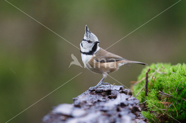 Kuifmees (Parus cristatus)