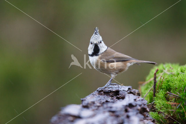 Crested Tit (Parus cristatus)
