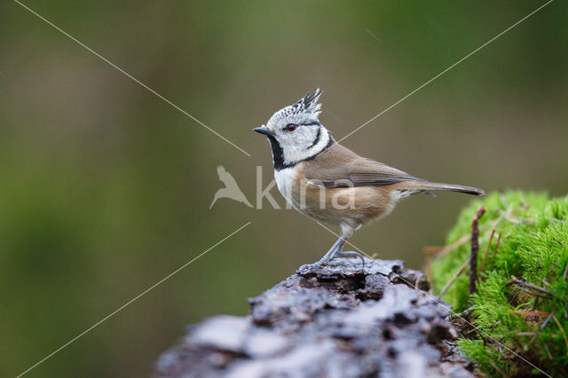 Kuifmees (Parus cristatus)