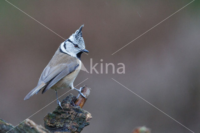 Kuifmees (Parus cristatus)