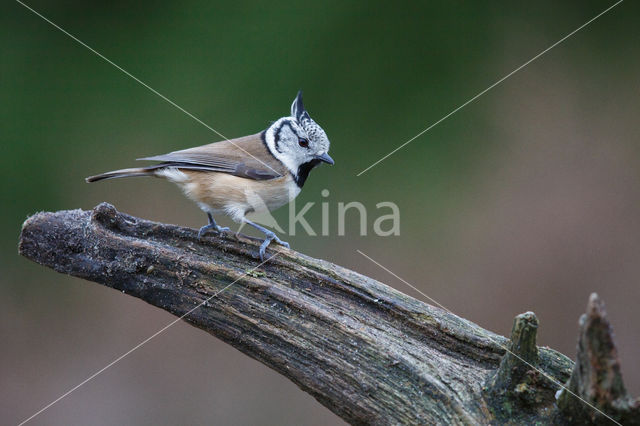 Kuifmees (Parus cristatus)