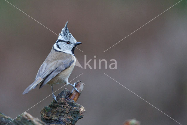 Kuifmees (Parus cristatus)