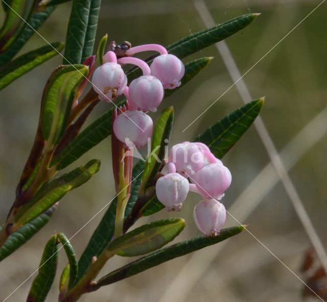 Bog-rosemary (Andromeda polifolia)