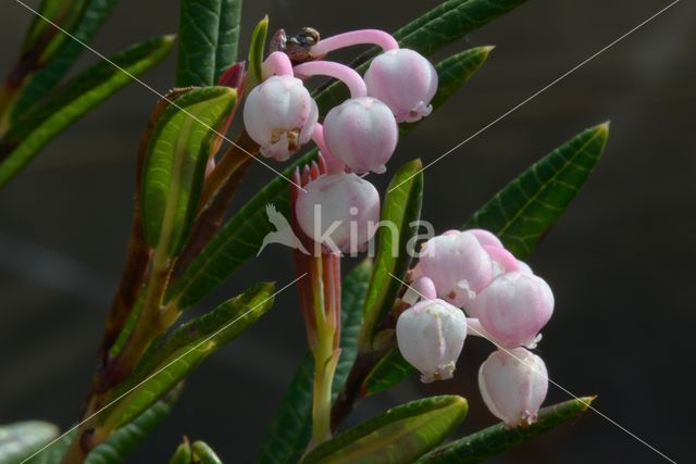 Bog-rosemary (Andromeda polifolia)