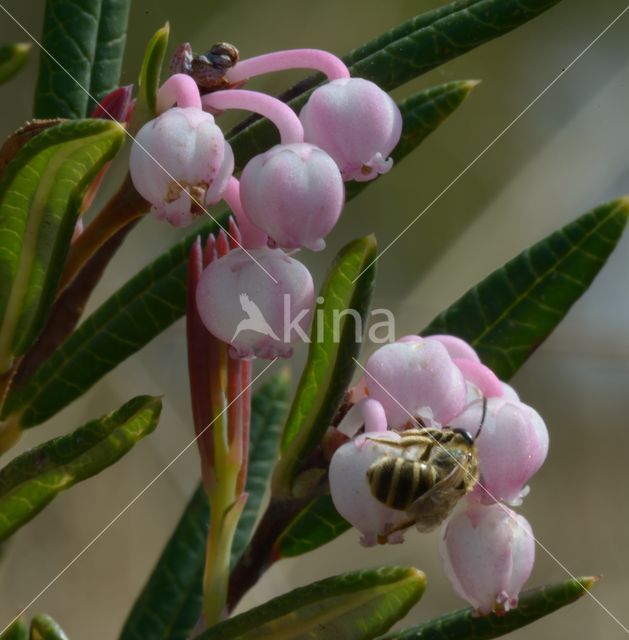 Bog-rosemary (Andromeda polifolia)