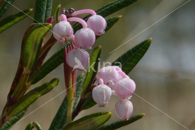 Bog-rosemary (Andromeda polifolia)