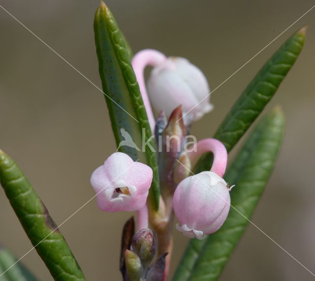 Bog-rosemary (Andromeda polifolia)