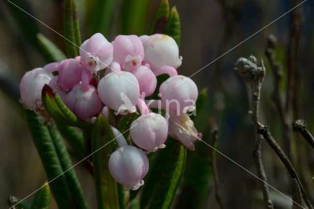 Bog-rosemary (Andromeda polifolia)