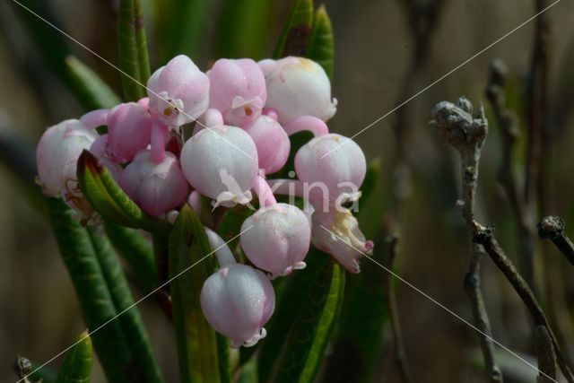 Bog-rosemary (Andromeda polifolia)