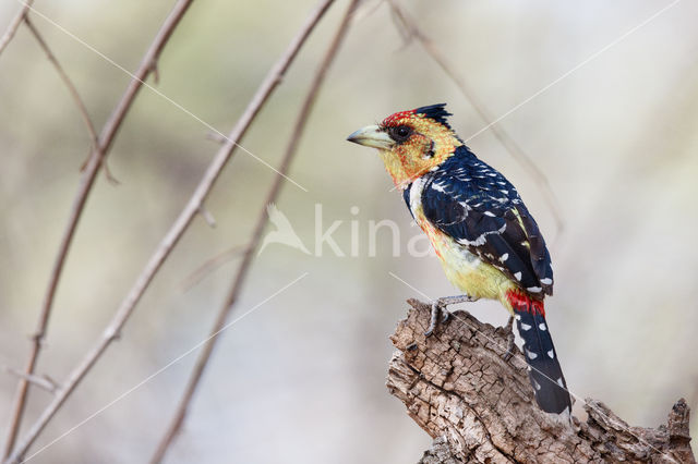 Crested Barbet (Trachyphonus vaillantii)