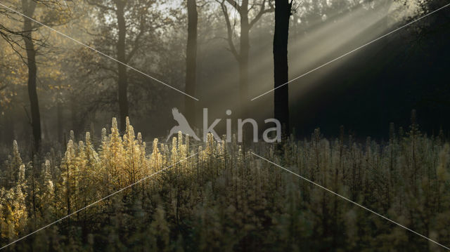 Larch (Larix)