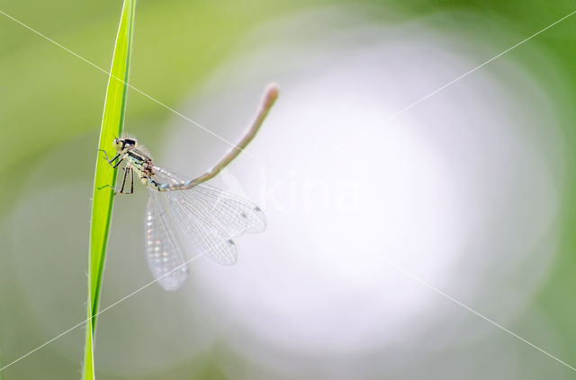 Irish Damselfly (Coenagrion lunulatum)