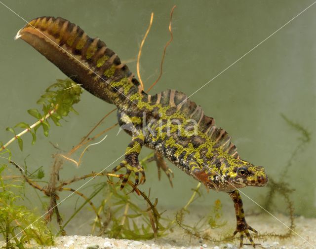 Marmersalamander (Triturus marmoratus)