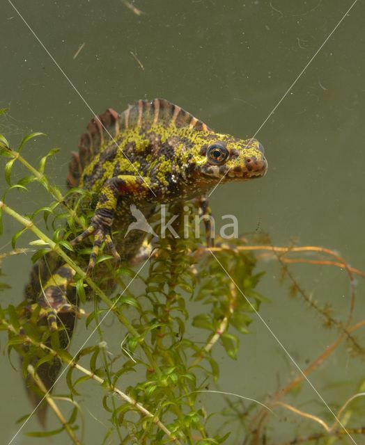 Marmersalamander (Triturus marmoratus)