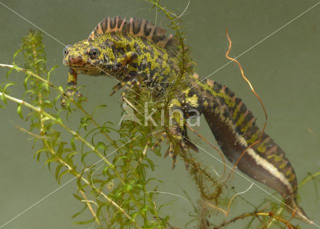Marbled Newt (Triturus marmoratus)