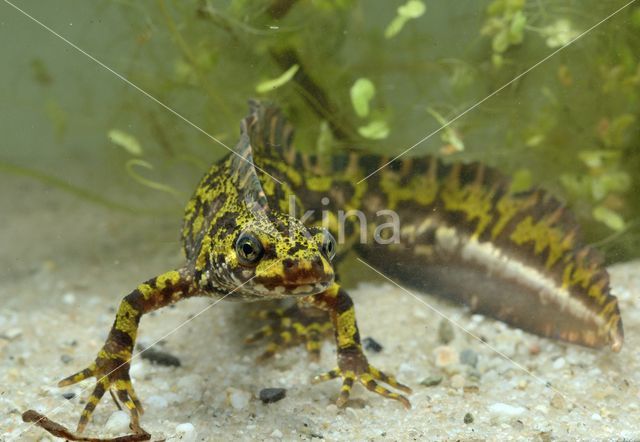 Marmersalamander (Triturus marmoratus)