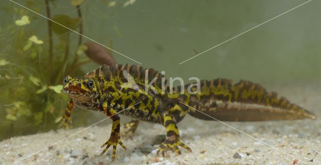 Marmersalamander (Triturus marmoratus)